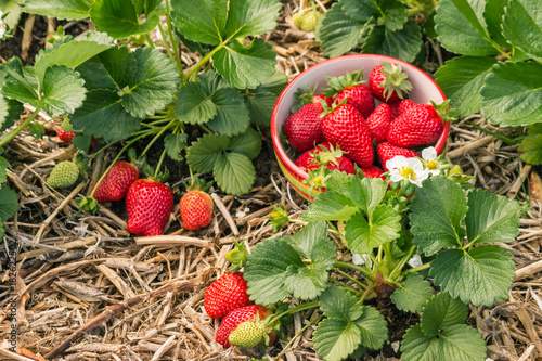 strawberry plants with ripe strawberries, flowers and bowl of strawberries