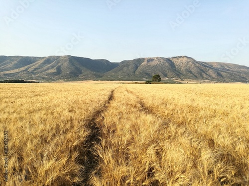 Campi di grano in Puglia