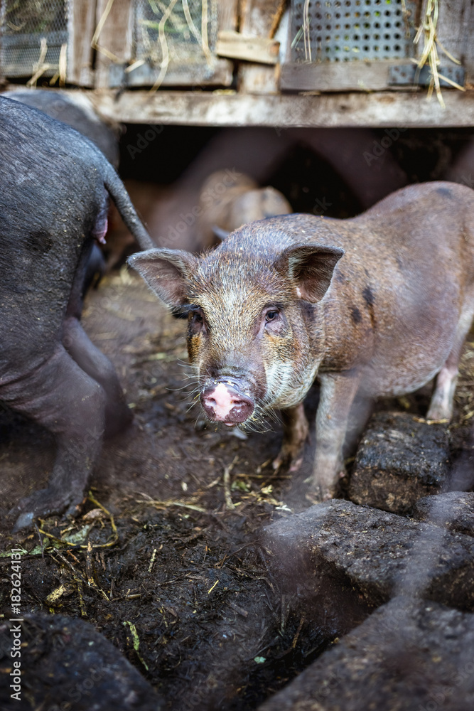 Vietnamese pigs behind a mesh fence on a farm. Vietnamese pigs behind a mesh fence on a farm.