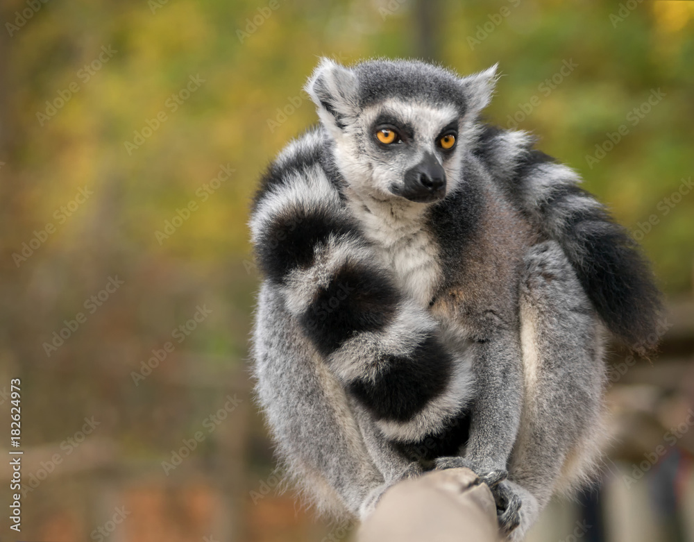 Naklejka premium Umschlungen