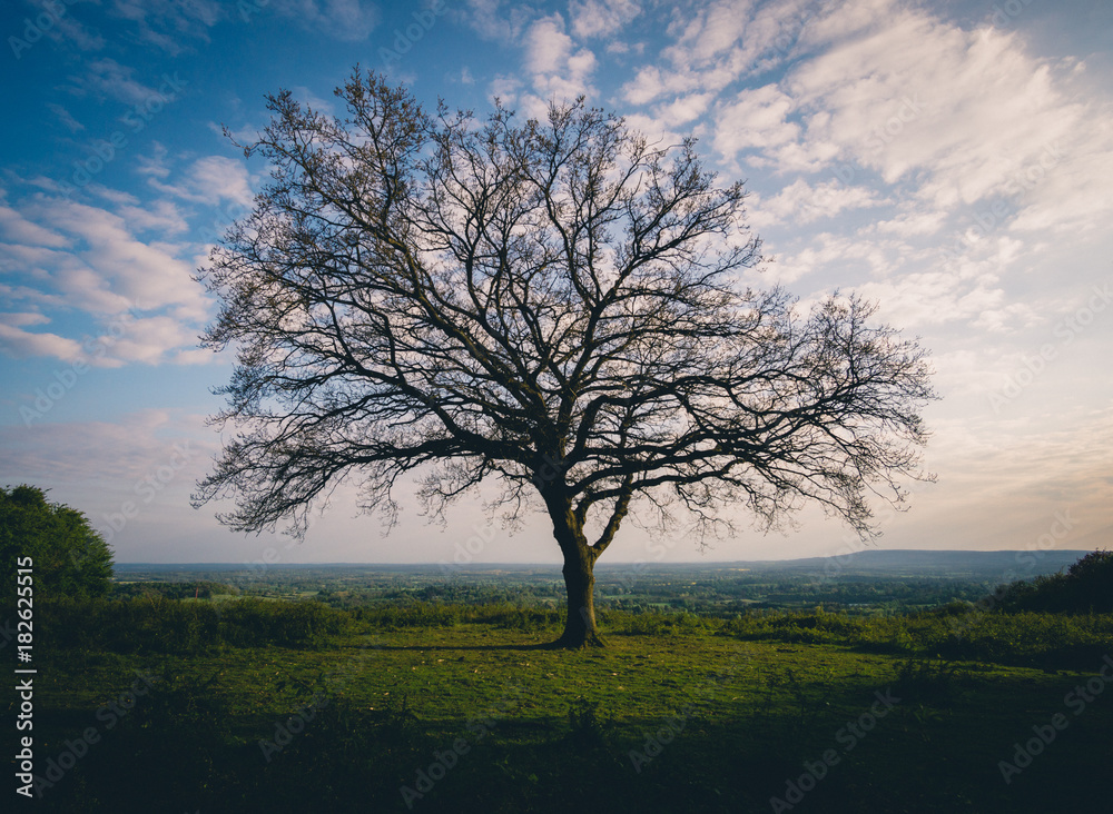 Spring Tree on Hillside