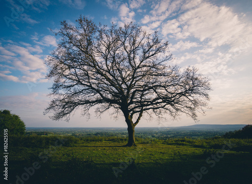 Spring Tree on Hillside