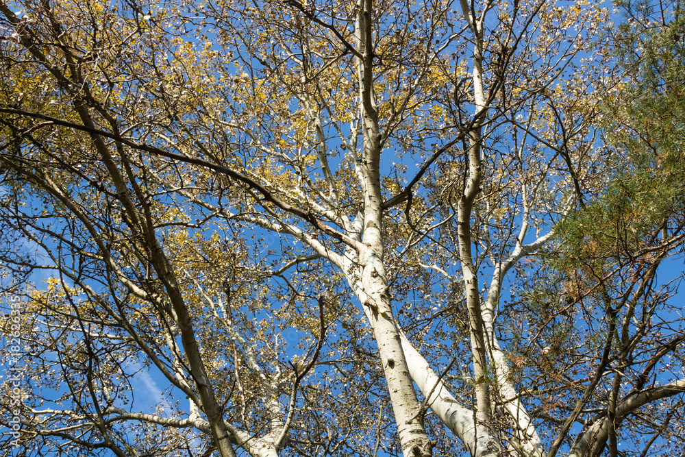 Brand and greening, A burned birch tree and a reviviscent reed Brand and greening, A burned birch tree and a reviviscent reed