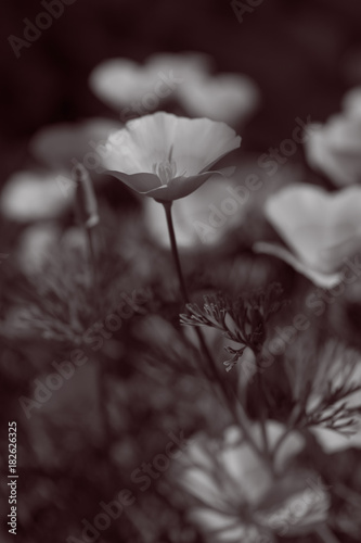Discoloured yellow poppy with defocused depth and blur