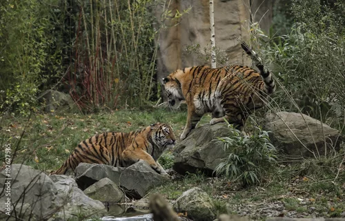 Obraz Młode walczące tygrysy syberyjskie.