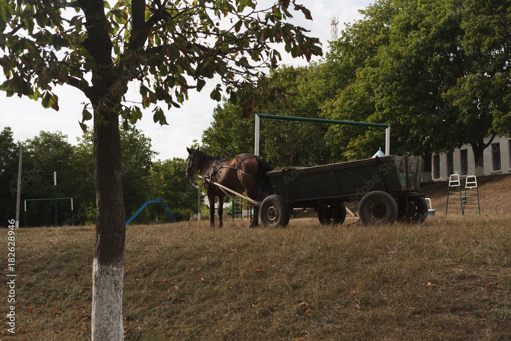 Obraz premium Cute foal with his mother