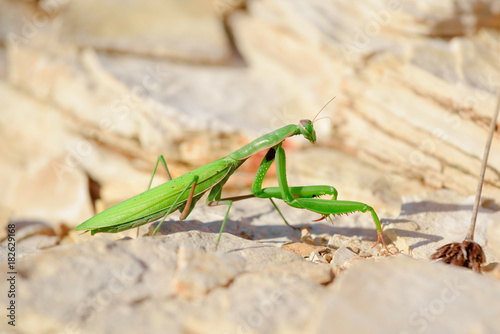 The European mantis, praying mantis or Mantis religiosa is a large hemimetabolic insect in the family of the Mantidae (mantids), which is the largest family of the order Mantodea (mantises)