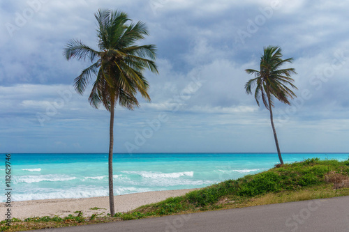 Two palm trees on a background of azure Caribbean sea and the grey rainy sky © Sandra