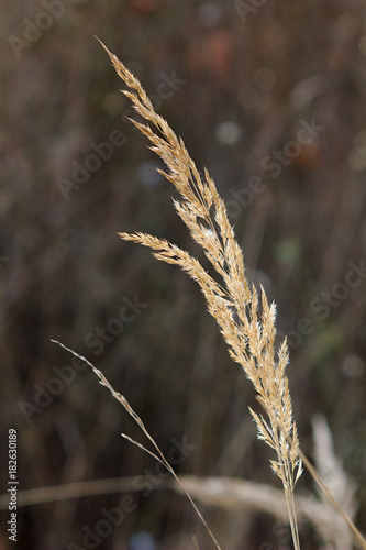 Dry autumn grass, bad weather and mood on dark abstract background, end of year without colors in nature.