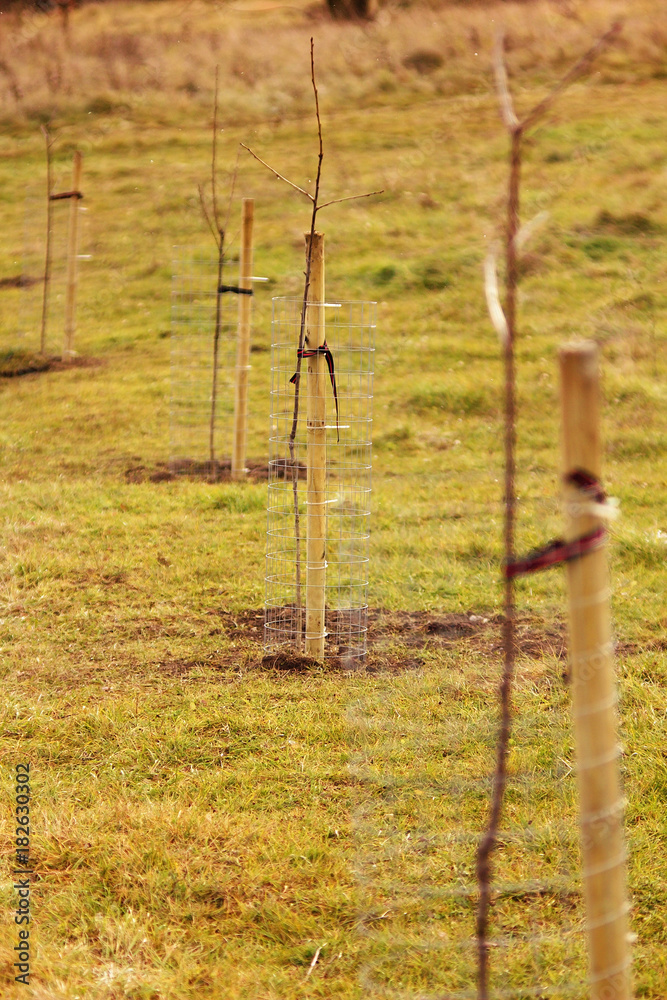 Obraz premium New tree planting, forest renewal, environmental protection.