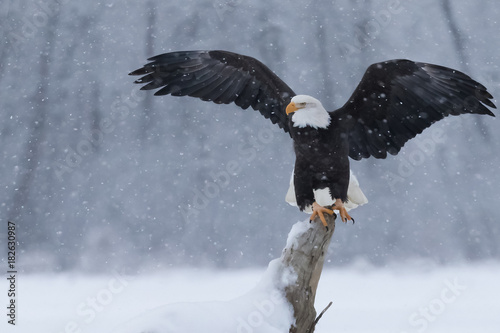 Snowy Eagle
