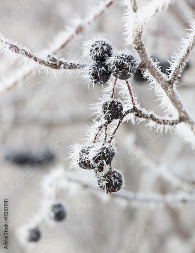 Frozen black berries in bush at cold autumn day