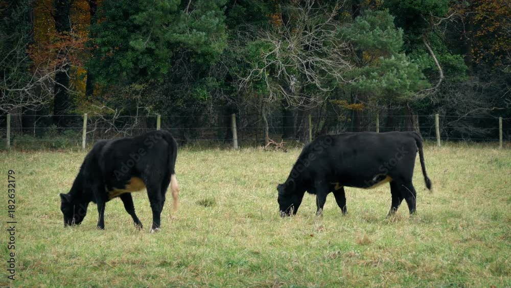 Cows Walking Around Eating The Grass Cows Walking Around Eating The Grass