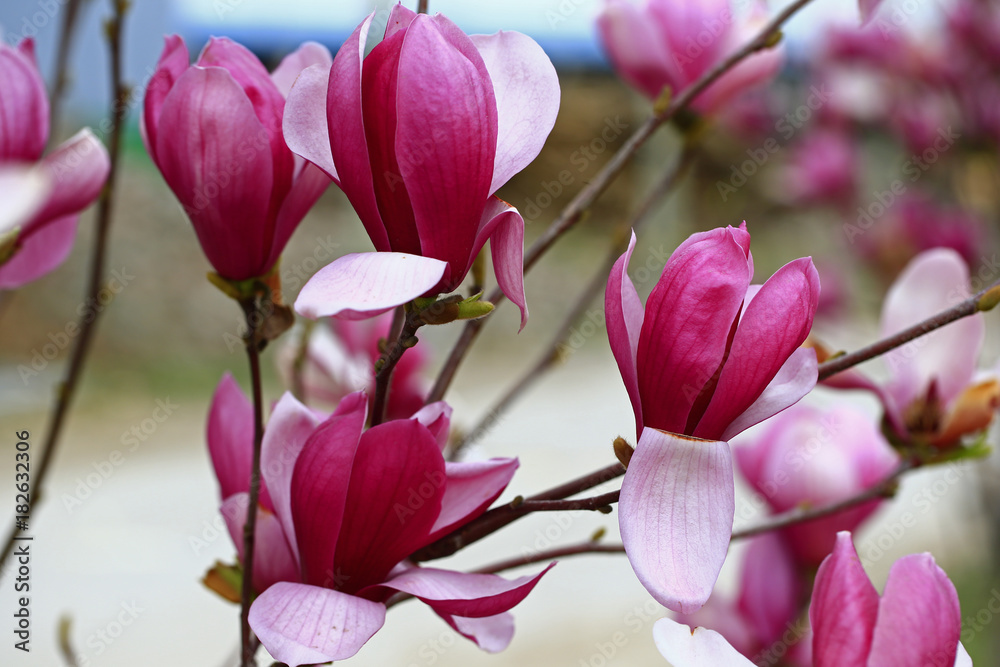 Obraz premium magnolia