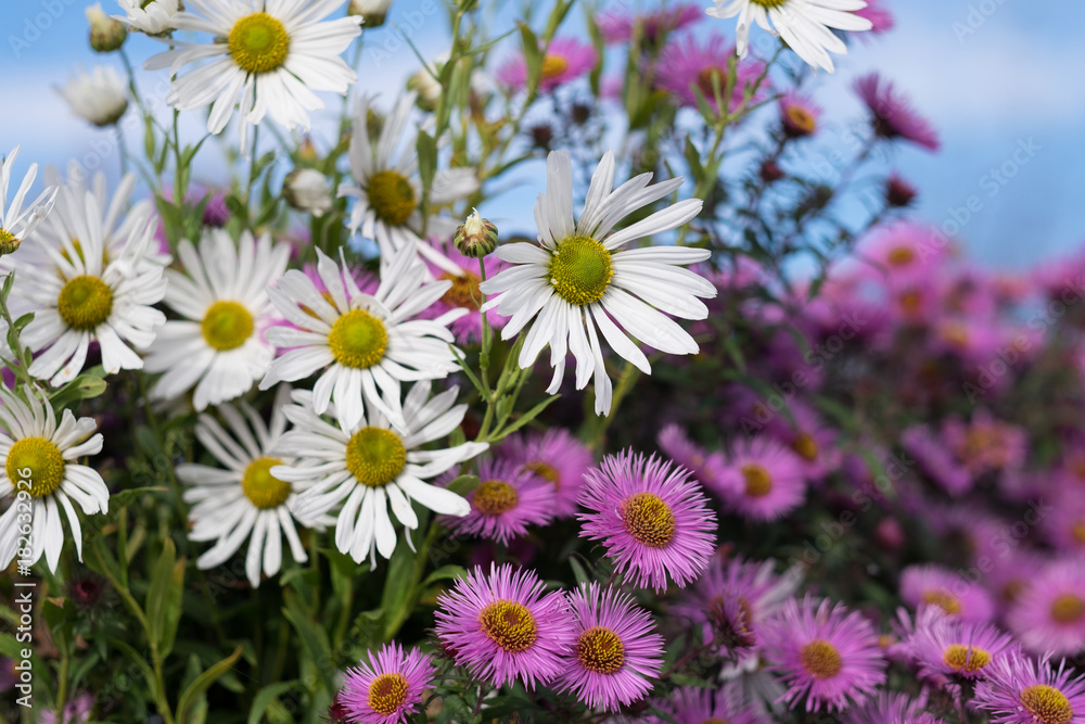 May flowers field of camomiles in garden May flowers field of camomiles in garden
