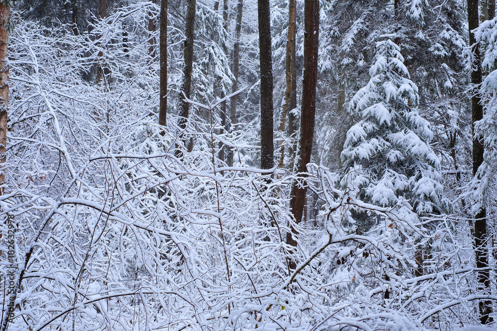 Fototapeta premium Winter wonderland with fir trees.
