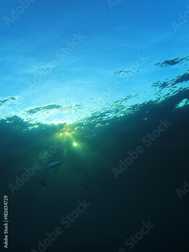 Underwater background in ocean with fish