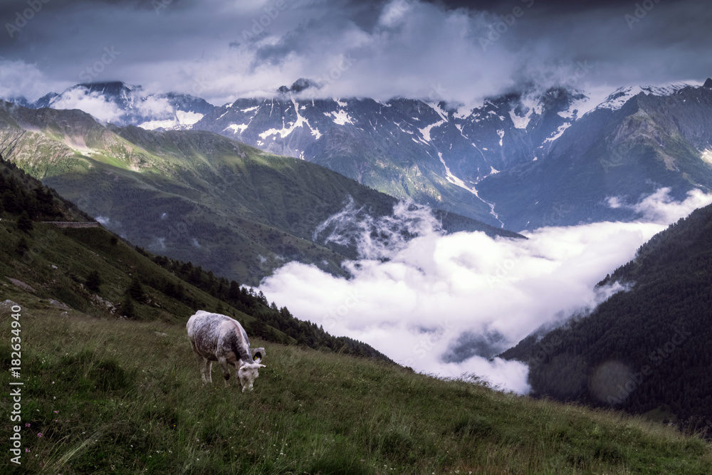 Cow grazing under a cloudy sky in Gavia Pass, Valfurva, Valtellina, Lombardy, Italy
