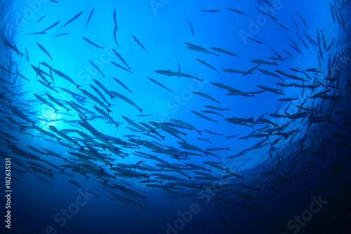 Fish in sea. Barracuda fish school in ocean