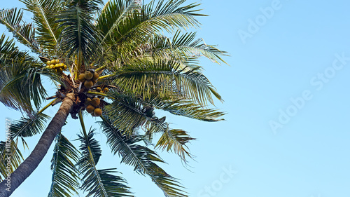 Summer holiday concept coconut palm Tree