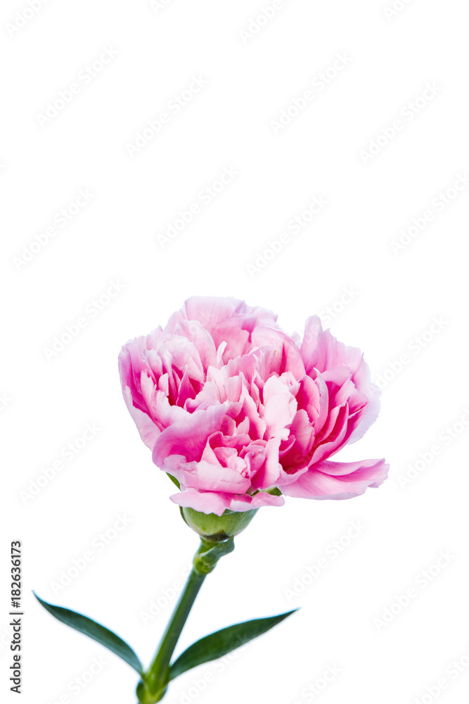 carnation flower isolated on white background