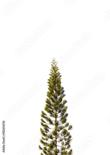 Pine tree isolated on white background