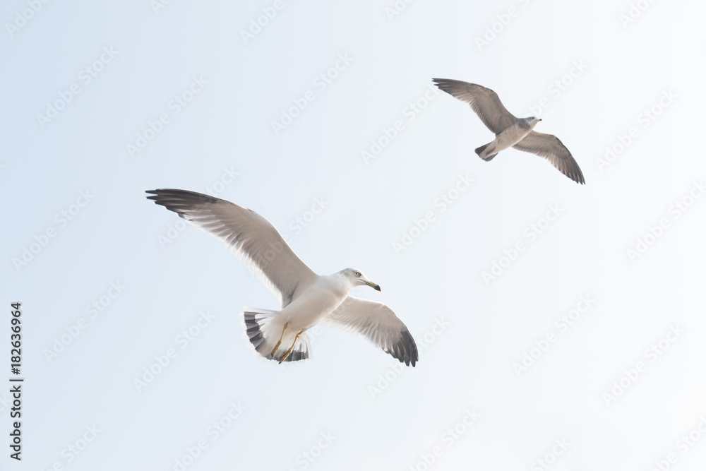 Fototapeta premium Seagulls fly in the sky