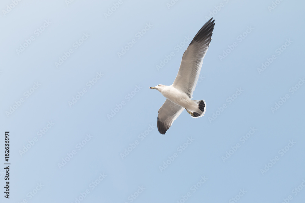 Seagulls fly in the sky