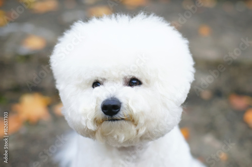 The portrait of a cute Bichon Frise dog with a stylish haircut posing outdoors in autumn