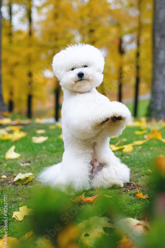 Bichon Frise dog with a stylish haircut posing on its back legs outdoors in autumn
