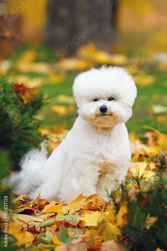 Bichon Frise dog with a stylish haircut sitting outdoors on fallen leaves in autumn