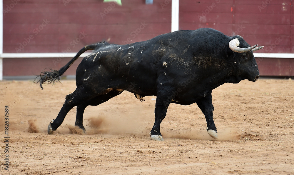 bull spanish bull spanish