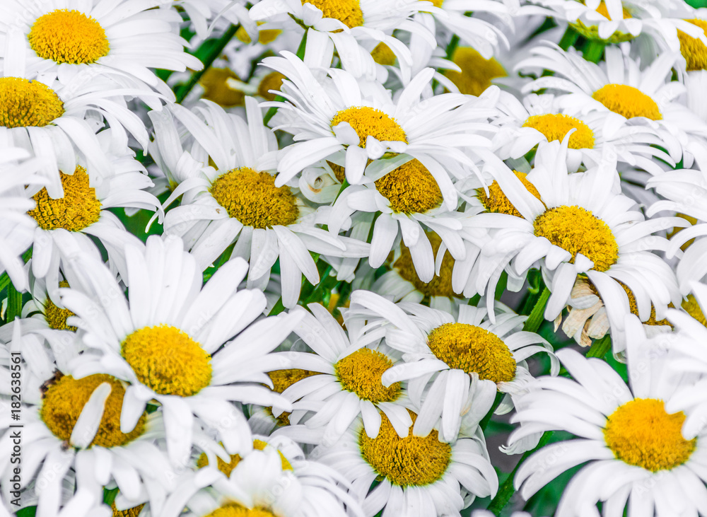 Obraz premium Close up on daisies