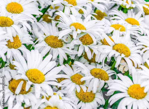 Close up on daisies