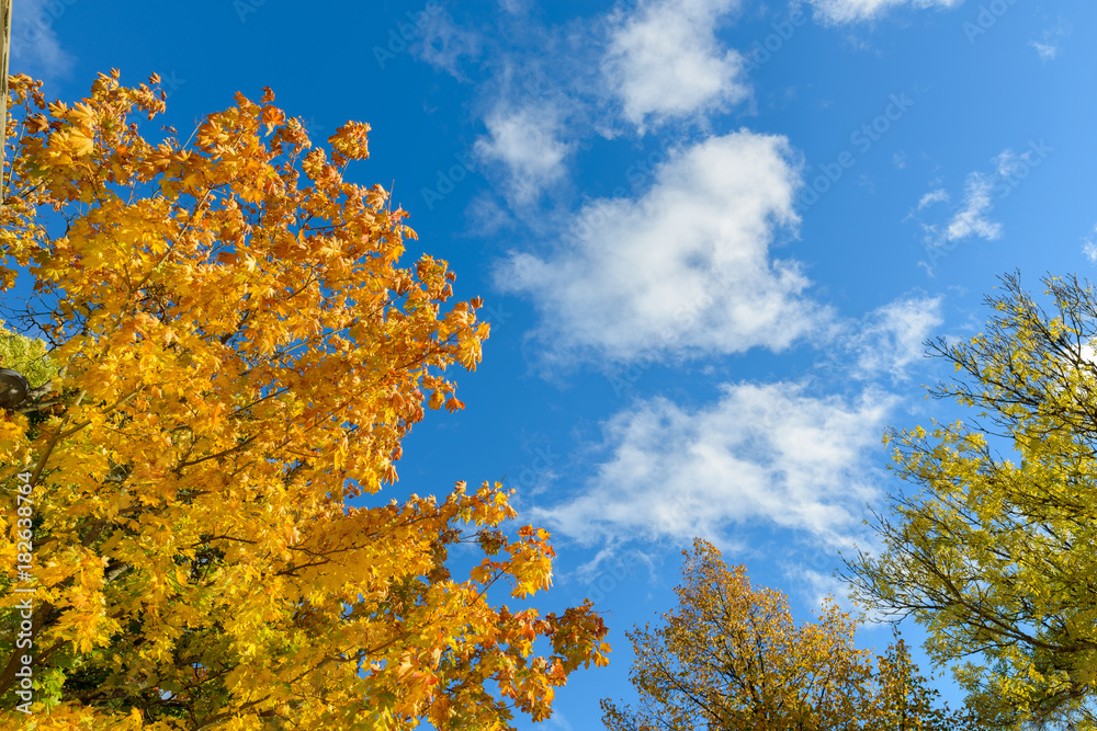 Scenic view of healthy autumn trees against blue and cloudy sky