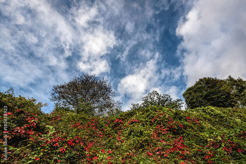 Tree and greenery under cloudy blue skies Tree and greenery under cloudy blue skies