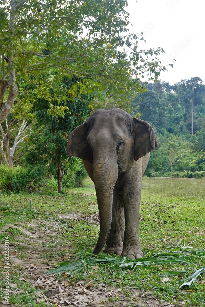 Obraz premium Elephant in Thailand looking into camera posing