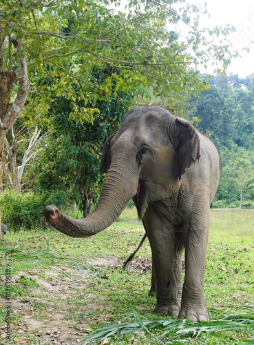Elephant smiling in jungle in Thailand posing happy