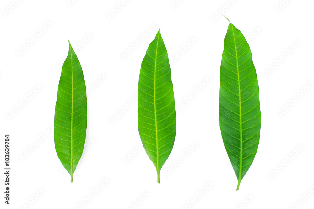 Fresh green mango leaf on white background Fresh green mango leaf on white background
