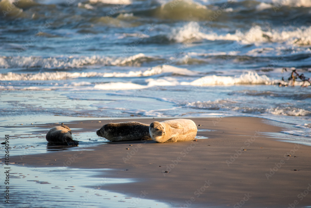Seal family resting on a beach in Denmark. Seal family resting on a beach in Denmark.