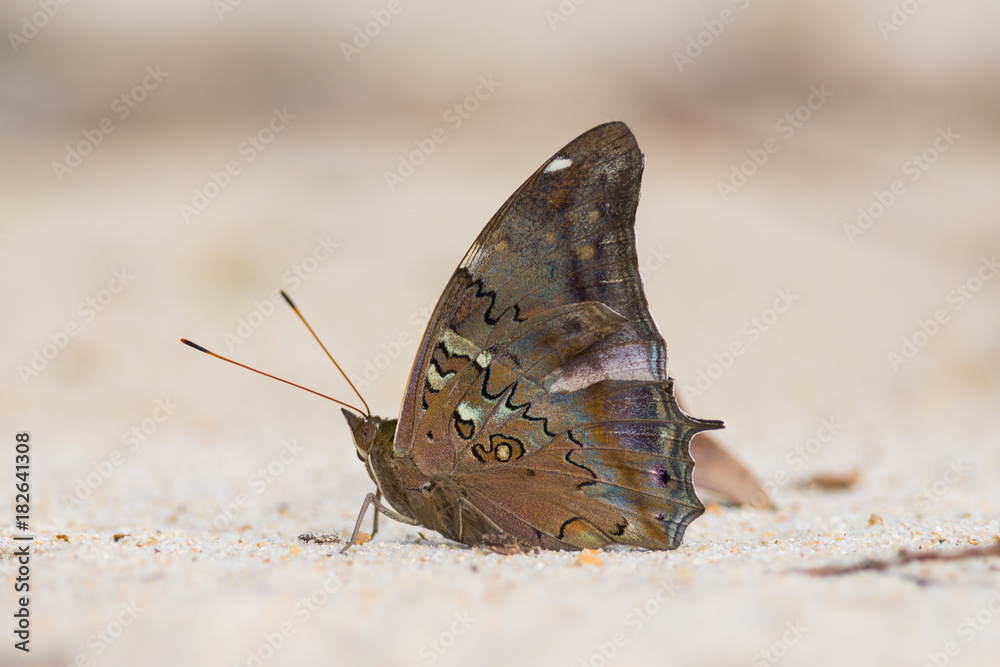 Fototapeta premium A specimen of Coea acheronta (previously Historis acheronta) butterfly found in the wild on the Orinoco river shore, in the amazon jungle, in Venezuela