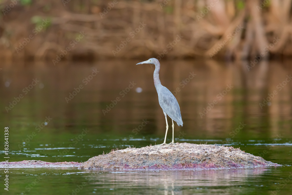 Naklejka premium An adult Little blue heron (Egretta caerulea) seen on the Orinoco river in an expedition to the amazonian jungle in southern Venezuela
