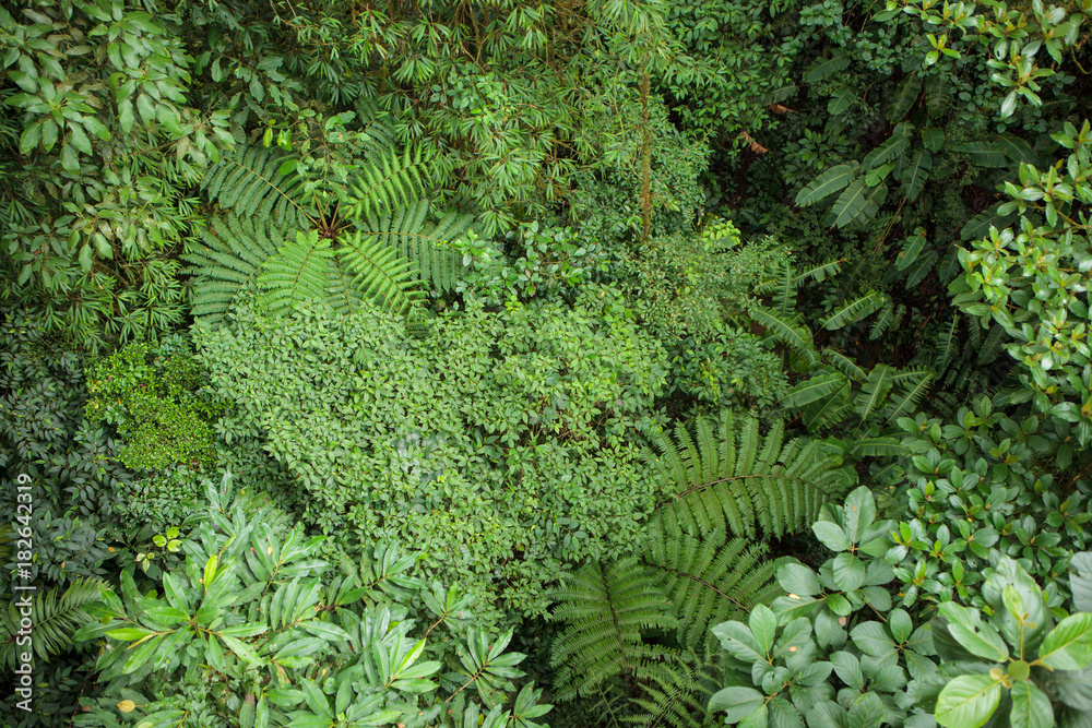 Obraz premium Bujny widok na las deszczowy w La Fortuna Kostaryka