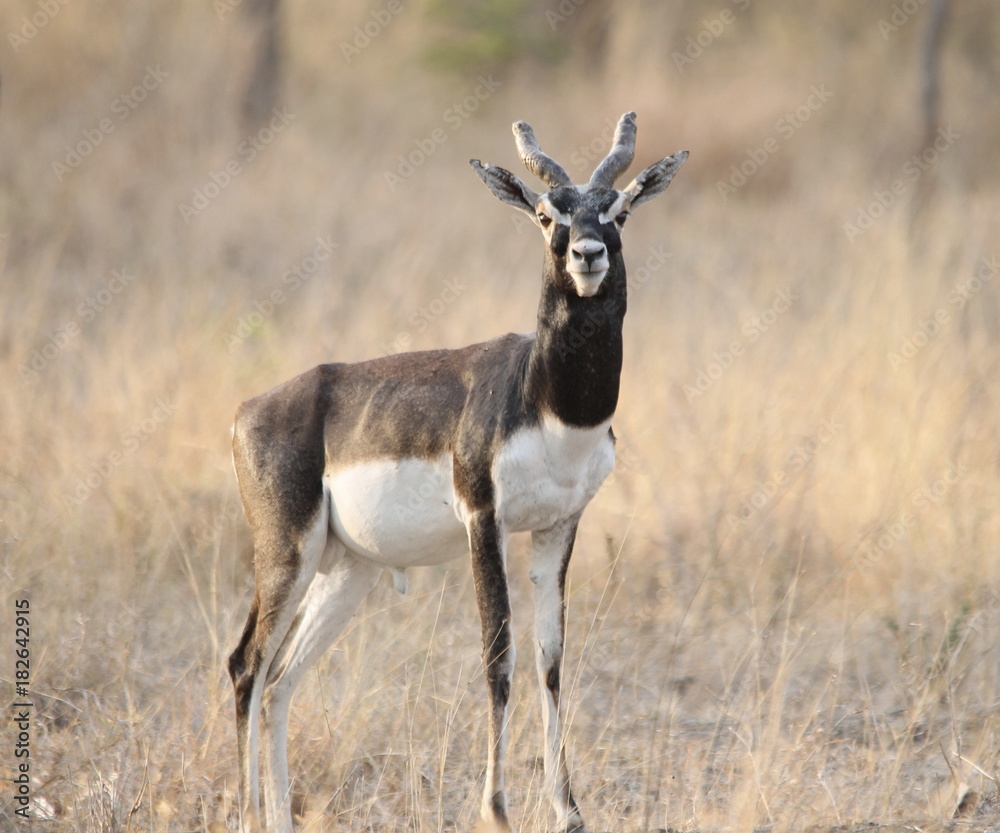 Blackbuck Blackbuck
