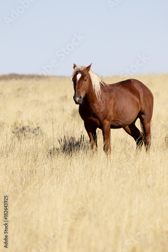 Beautiful roan wild horse near Cody, Wyoming, in American West