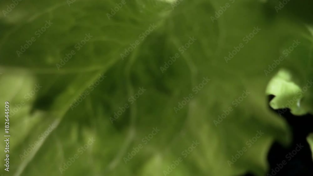 lettuce leaf falling on a black surface in slow motion lettuce leaf falling on a black surface in slow motion