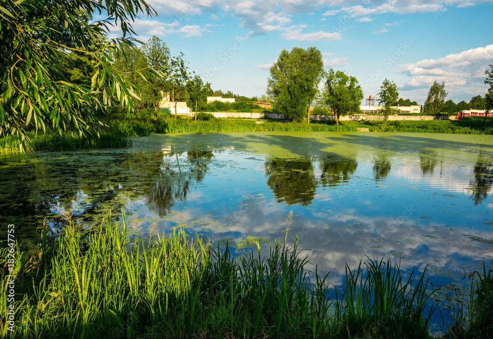 Water swamp with duckweed under the blue sky Water swamp with duckweed under the blue sky