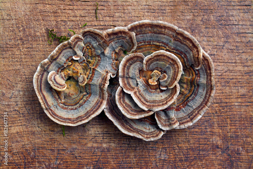 trametes versicolor fungus photo