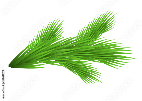 Green lush spruce branch. Isolated on white vector illustration