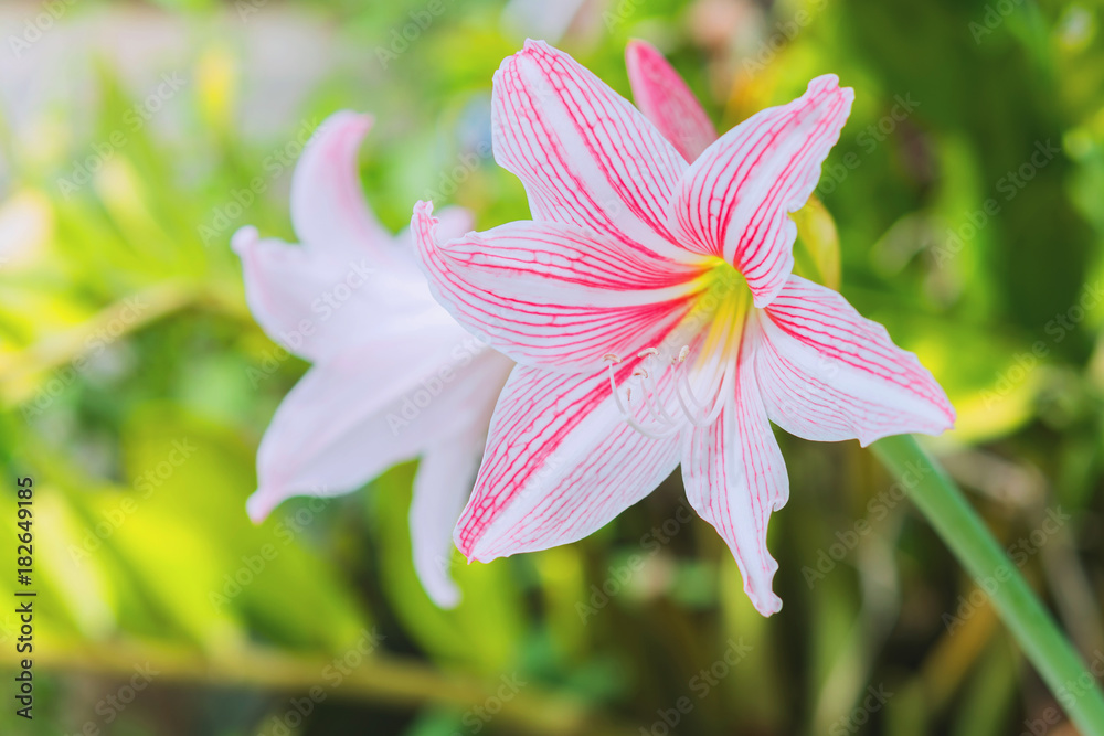 close up pink flower in garden close up pink flower in garden